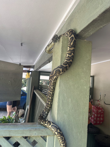 Coastal Carpet Python sighting