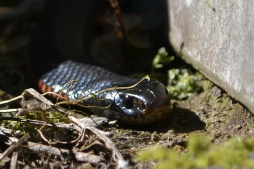 Red-bellied Black Snake sighting