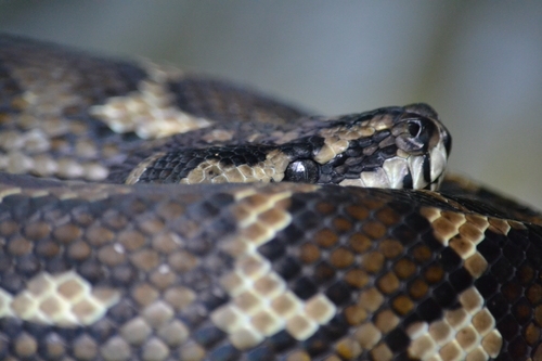 Coastal Carpet Python sighting