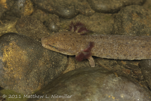 Common Mudpuppy