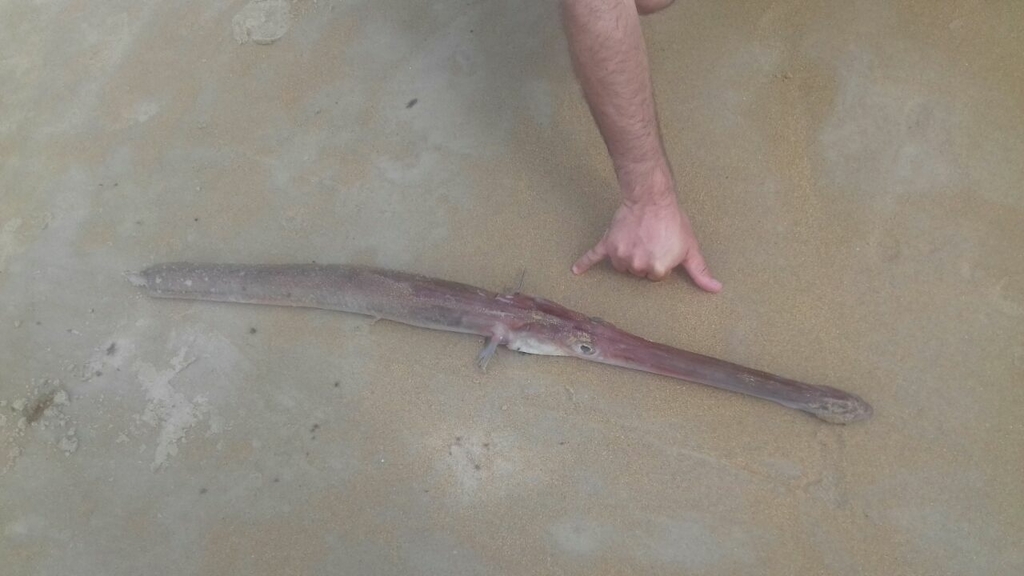 Trumpetfish