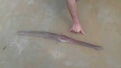 Trumpetfish
