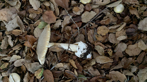 iNaturalist observation photo of Deathcap