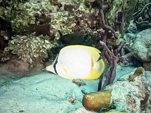 Chaetodon ocellatus