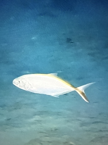 Caranx ruber