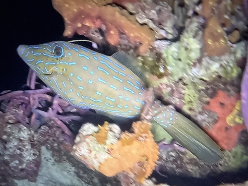 Aluterus scriptus