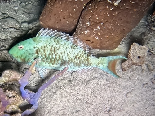 Sparisoma chrysopterum