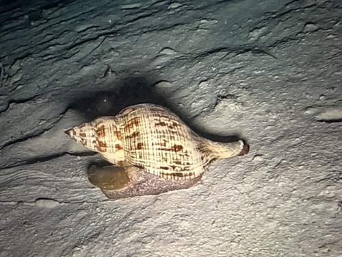Fasciolaria tulipa