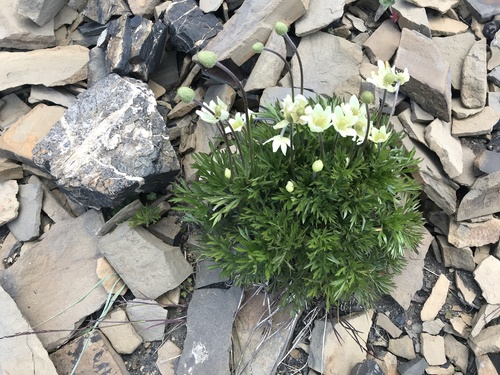 Cutleaf Anemone