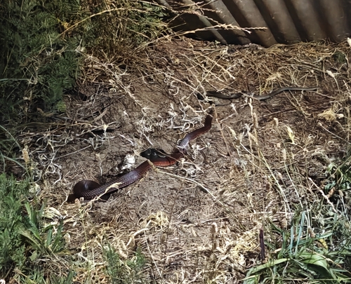 Red-bellied Black Snake sighting