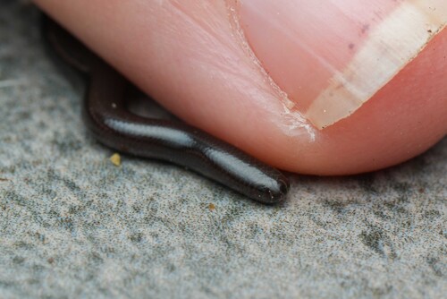 Indotyphlops sighting