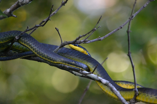 Common Tree Snake sighting