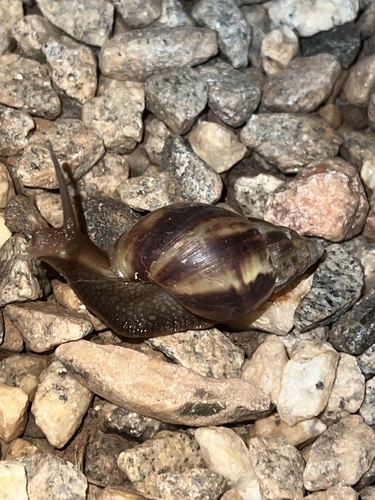 African Giant Snail