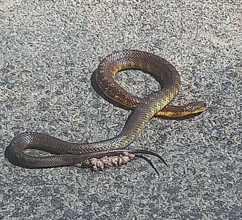 Tiger Snake sighting