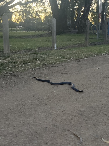 Red-bellied Black Snake sighting