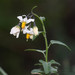 Texas Nightshade - Photo (c) Joseph Connors, all rights reserved, uploaded by Joseph Connors