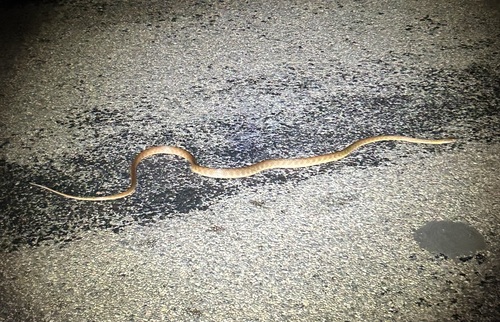 Brown Tree Snake sighting