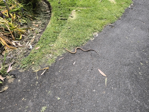 Tiger Snake sighting