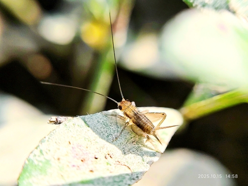 Polionemobius taprobanensis