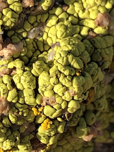 Yellow Cobblestone Lichen