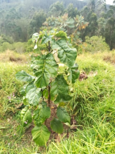 Solanum sibundoyense