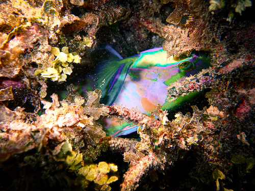 Chlorurus bleekeri