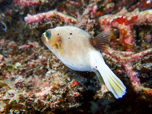 Arothron nigropunctatus