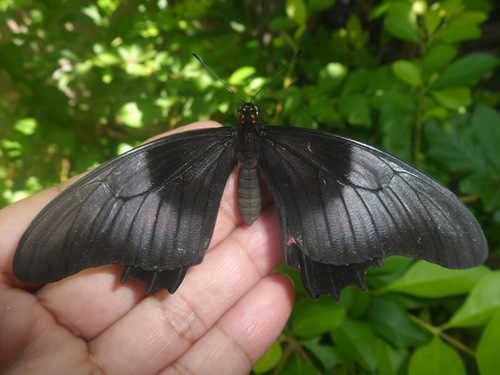 Ruby-spotted Swallowtail