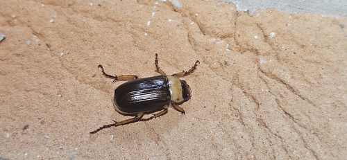 Trizogeniates bicolor