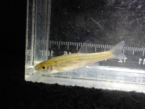 Amur Minnow