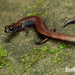 Lesser Slender Salamander - Photo (c) Ben Witzke, all rights reserved, uploaded by Ben Witzke