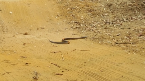 Tiger Snake sighting