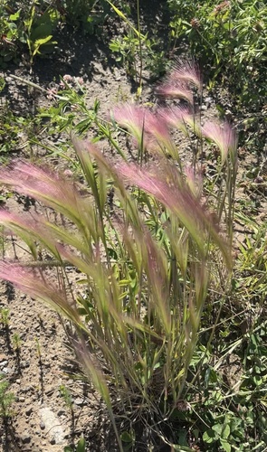 Foxtail Barley