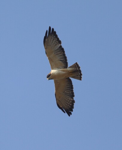 Short-tailed Hawk