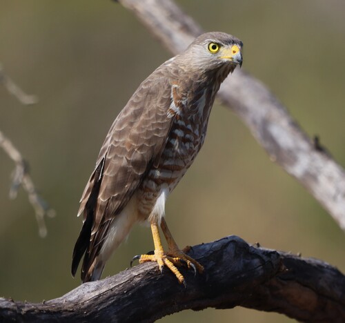 Roadside Hawk