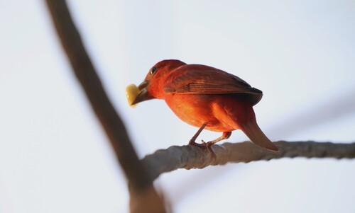 Summer Tanager