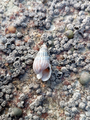 Tritia reticulata