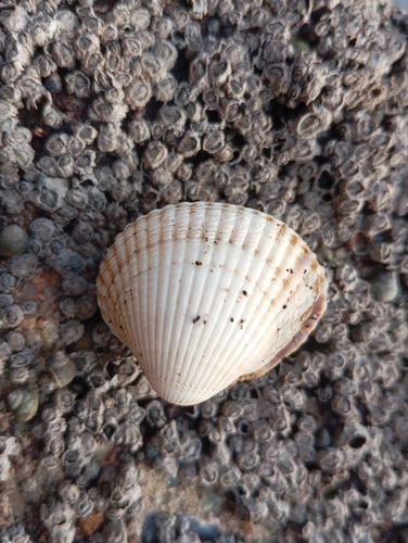 Cerastoderma edule