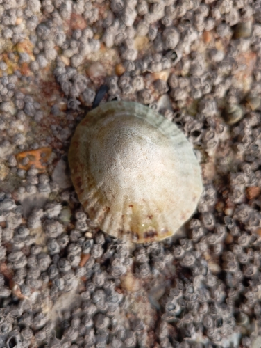 Patella vulgata