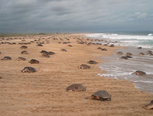 Olive Ridley Sea Turtle