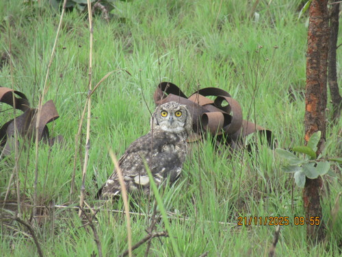 Spotted Eagle-Owl