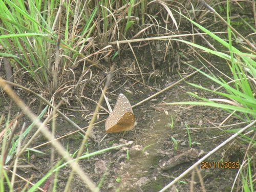 Guineafowl Butterfly