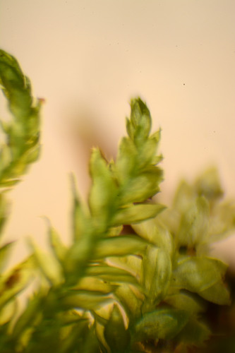 Pseudoleskeella