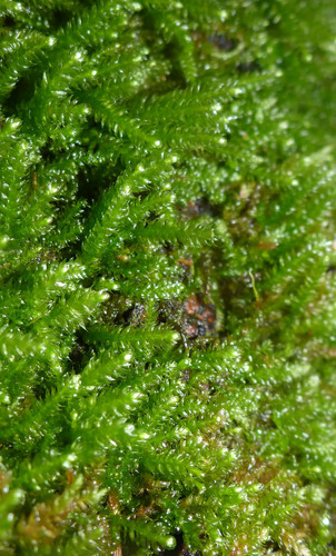 Pseudoleskeellaceae