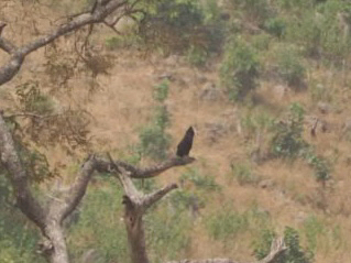 Long-crested Eagle