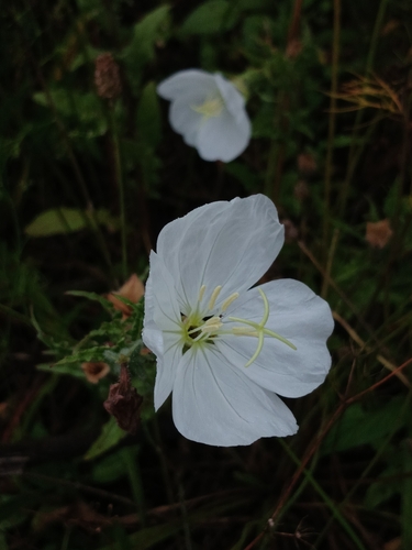 Fourwing Evening Primrose