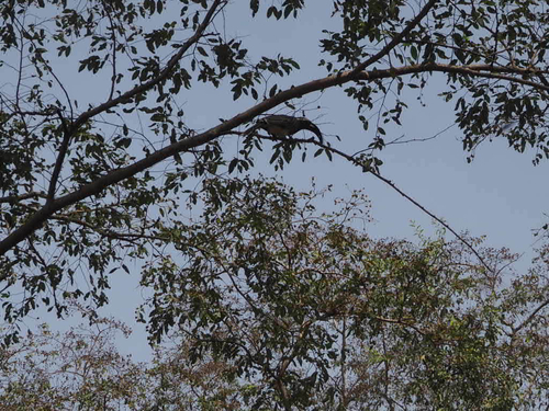 African Gray Hornbill