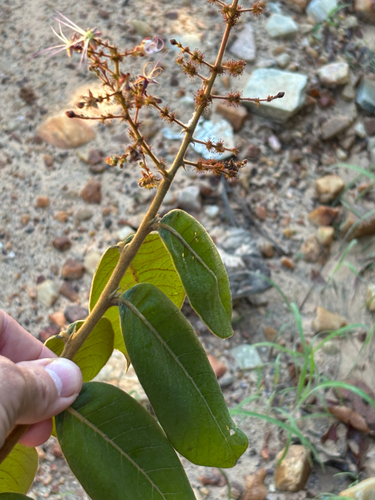 Hirtella glandulosa
