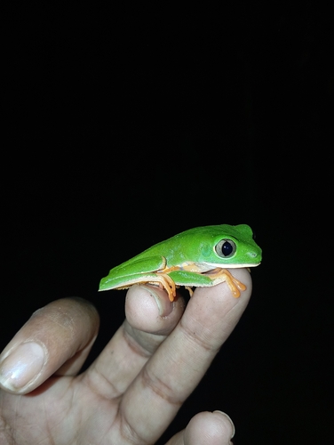 Barred Monkey Frog