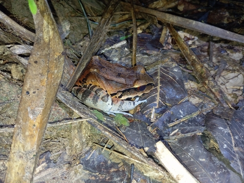 Smoky Jungle Frog